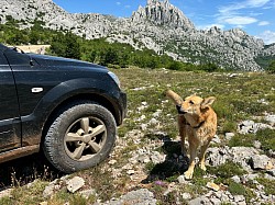 Velebit Gebirge. Dein Hund darf mit auf Offroad